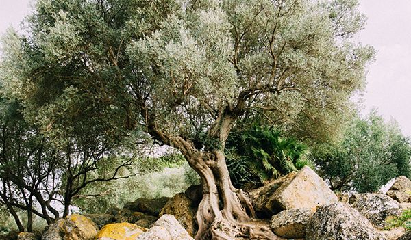 The wonderful adventures of the olive tree